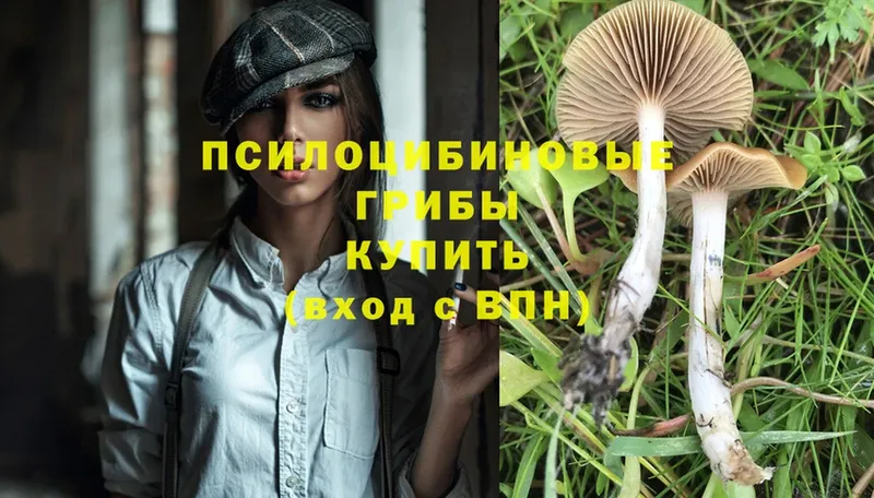 хочу наркоту  Серов  Псилоцибиновые грибы MAGIC MUSHROOMS 